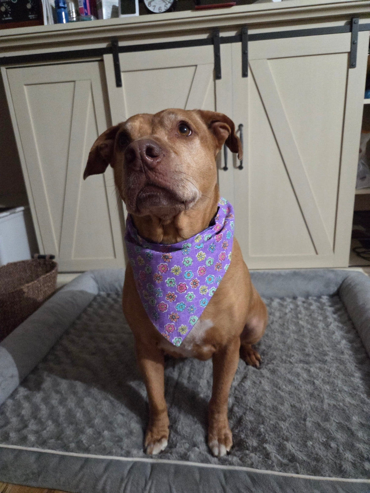 Flower Patch Pup Over-the-Collar Dog Bandana