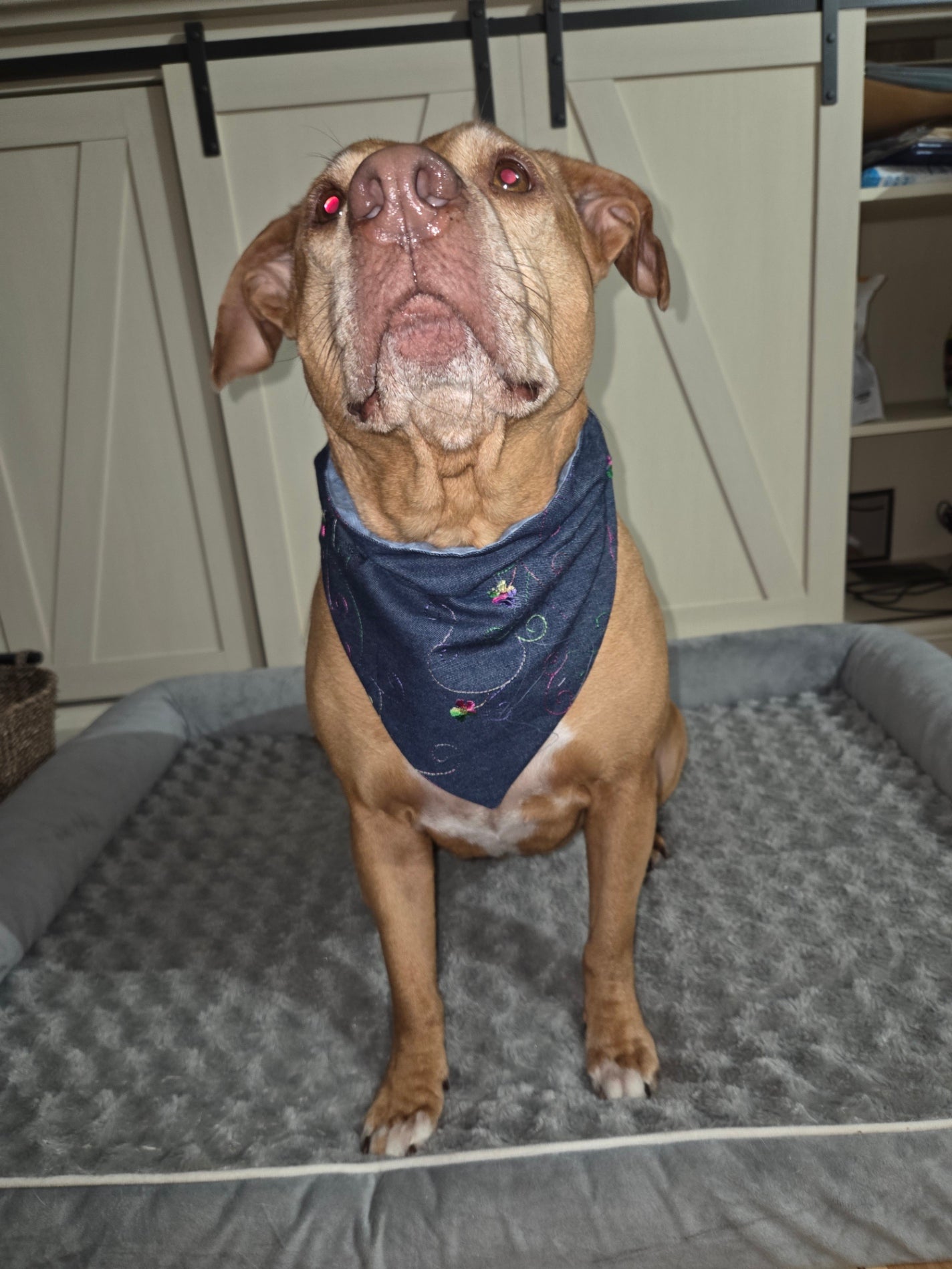 Denim Bloom Over-the-Collar Bandana