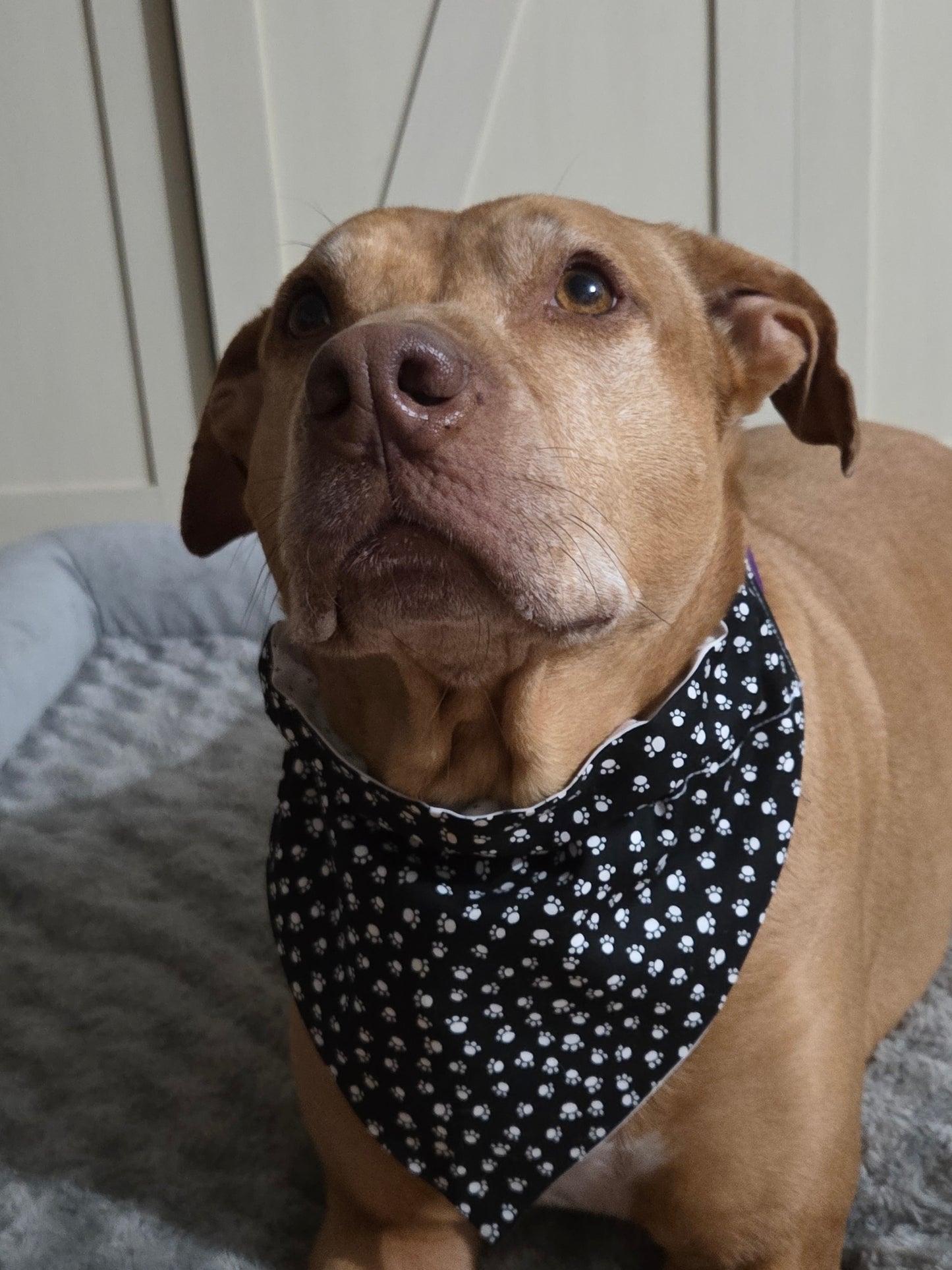 Just Paws Over-the-Collar Dog Bandana