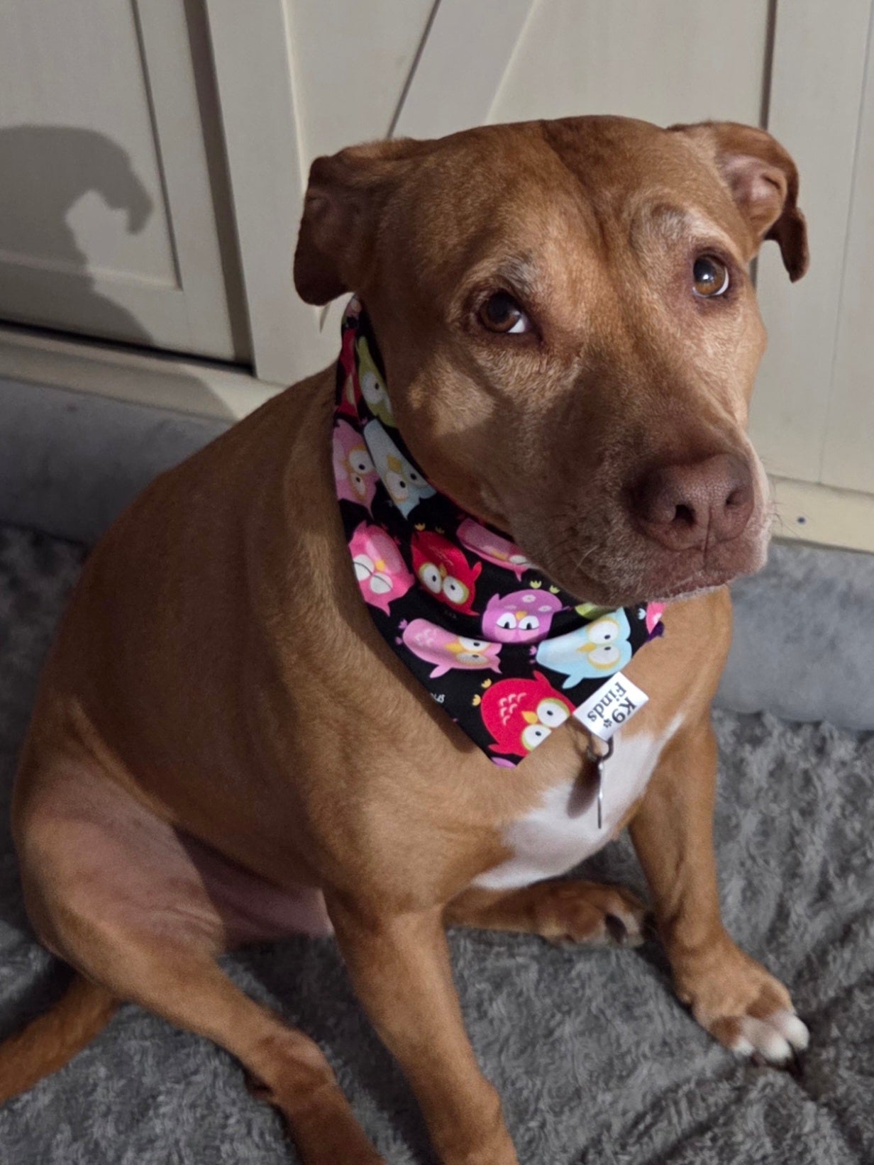 Owl Scrunchie Dog Bandana
