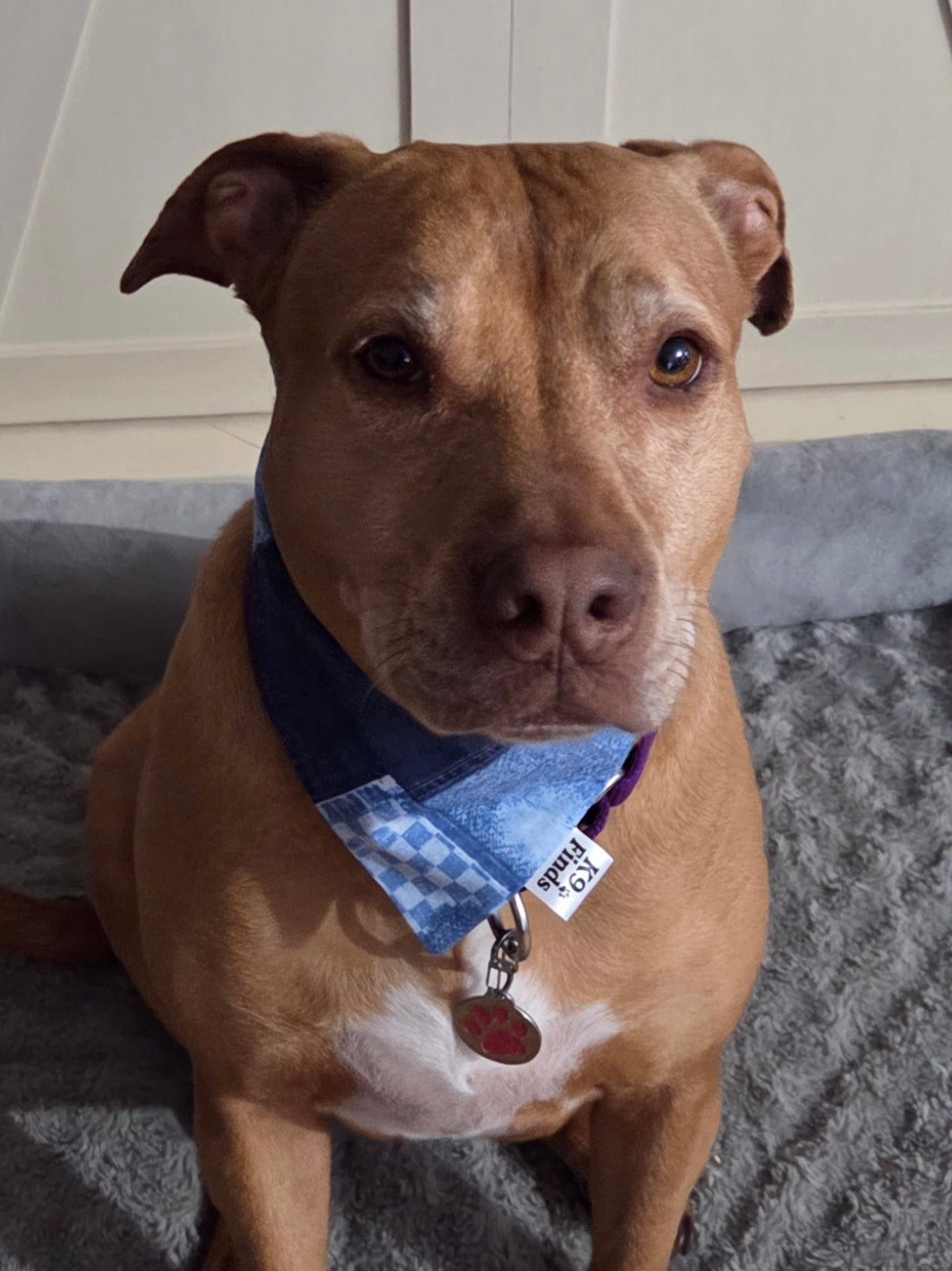 Denim & Dots Scrunchie Dog Bandana