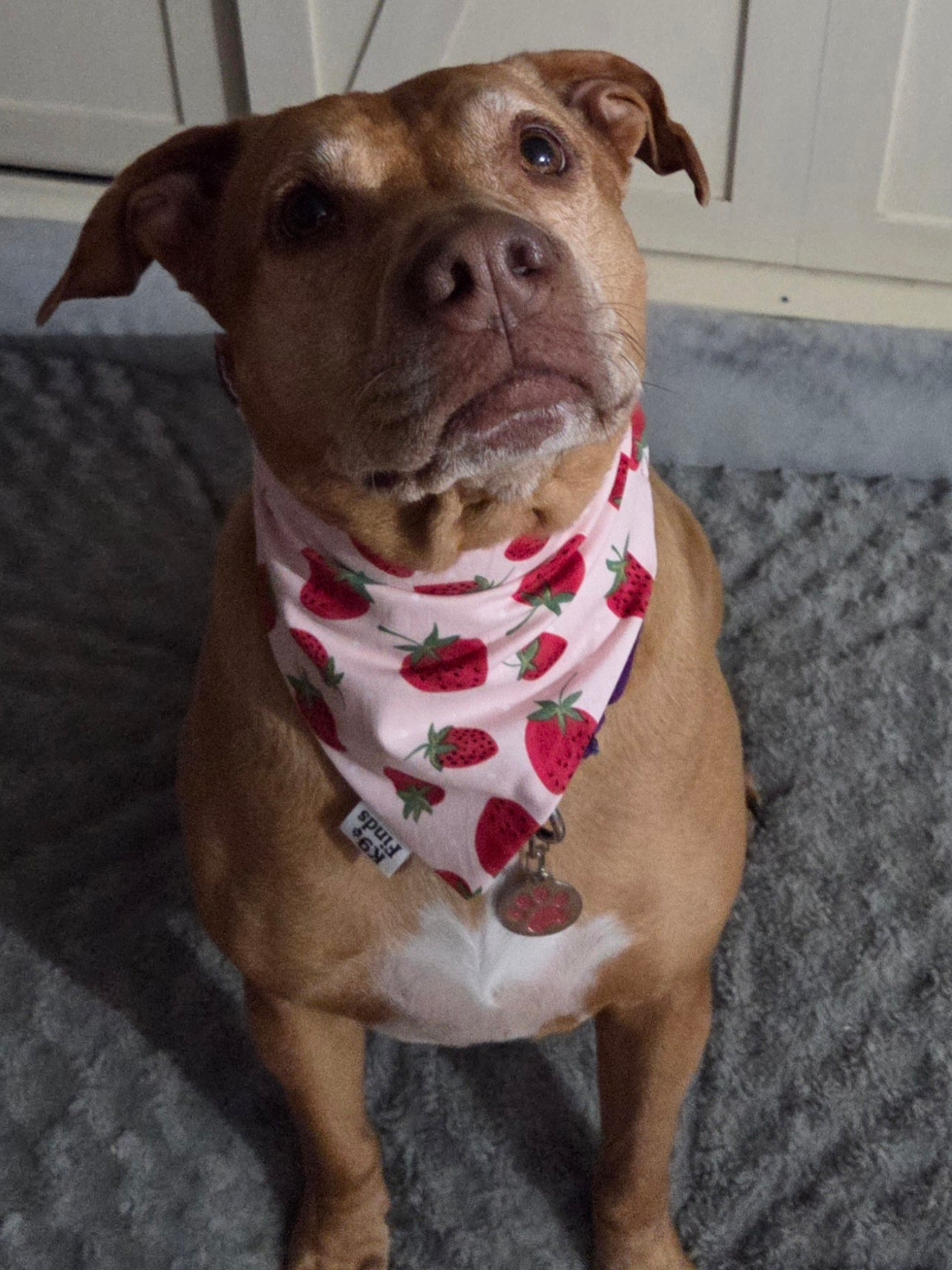 Strawberry Scrunchie Dog Bandana
