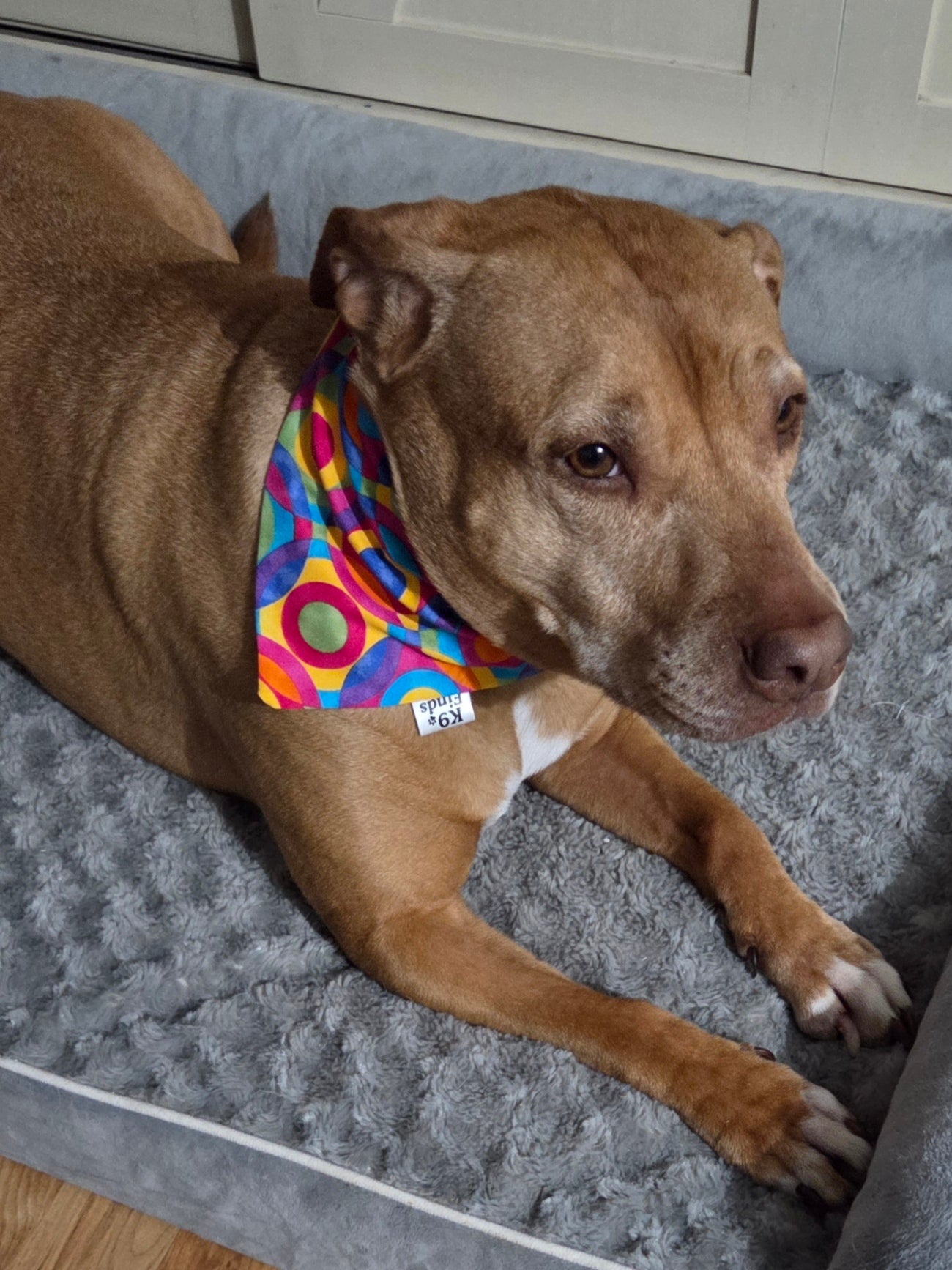 Retro Swirls Scrunchie Dog Bandana