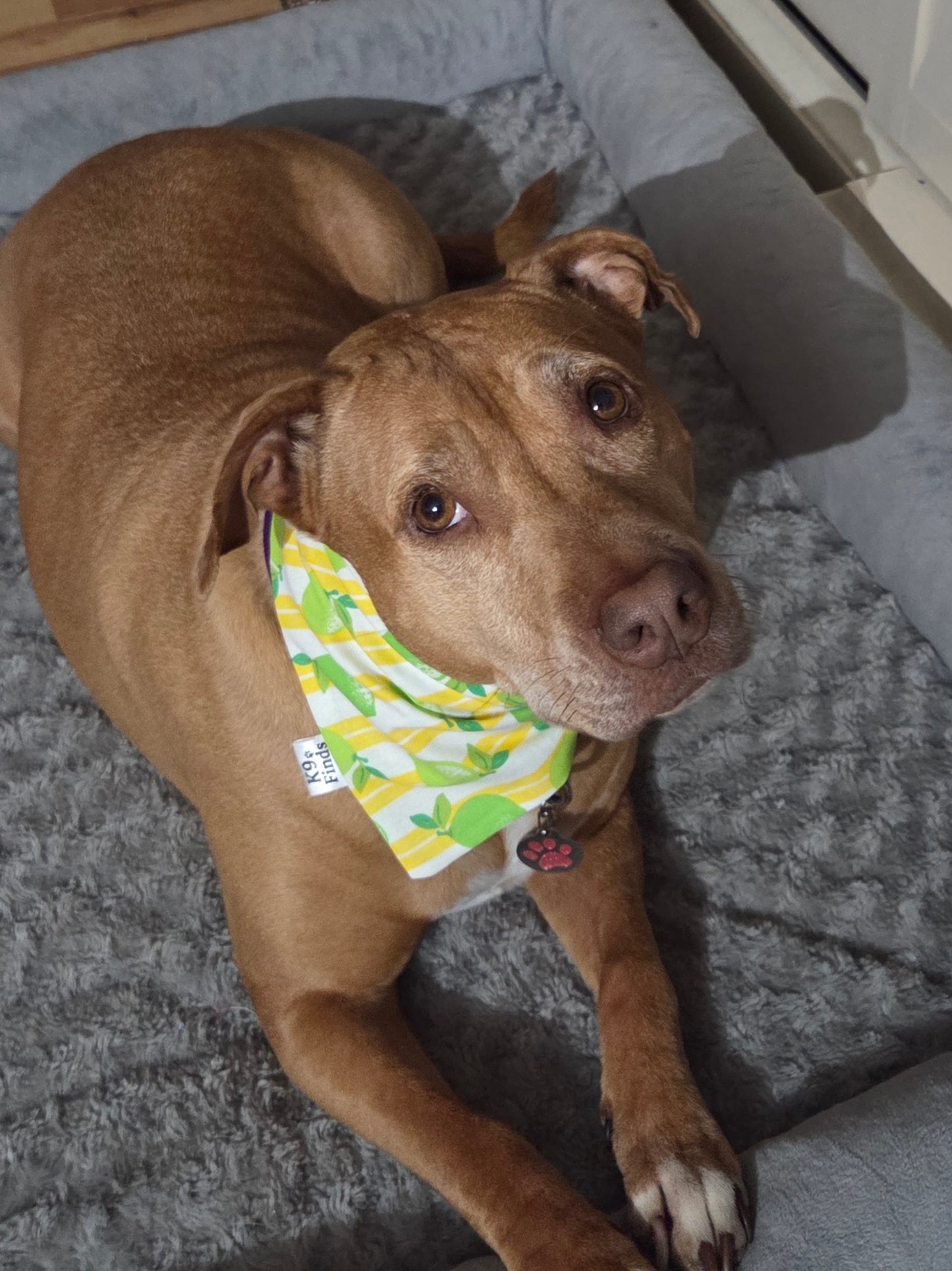 Lemon Drop Scrunchie Dog Bandana
