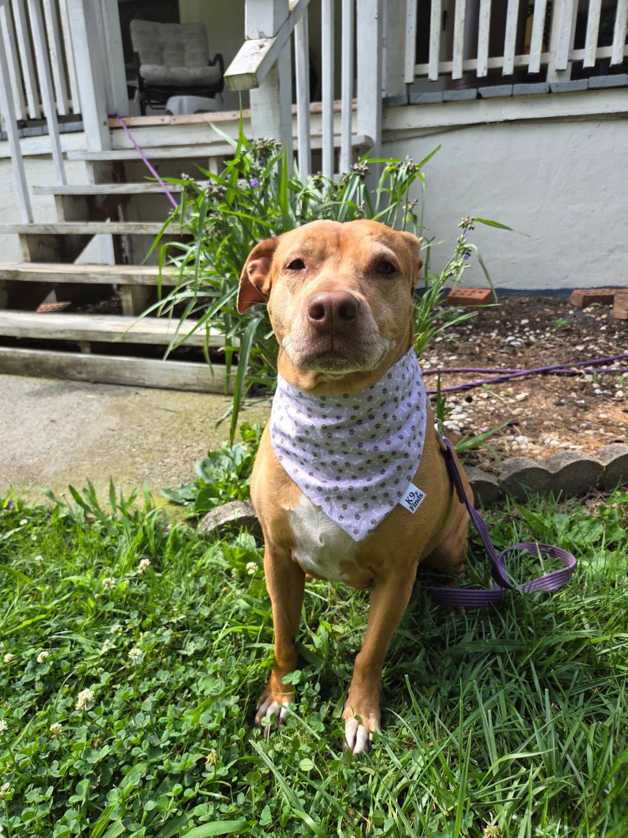 Reversible Dog Bandana Cottage Pup Collection