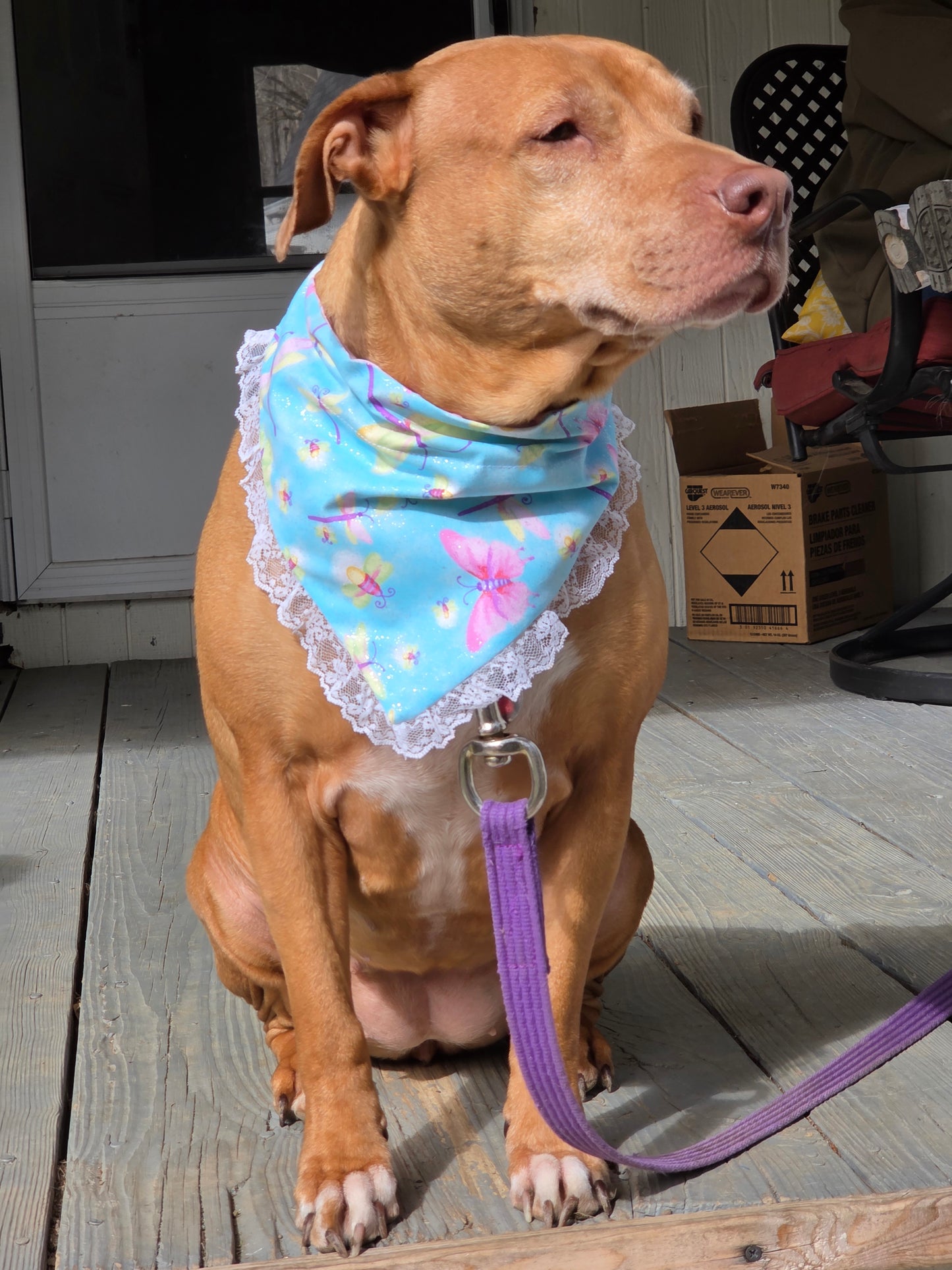 Butterfly Lace Over the Collar Dog Bandana
