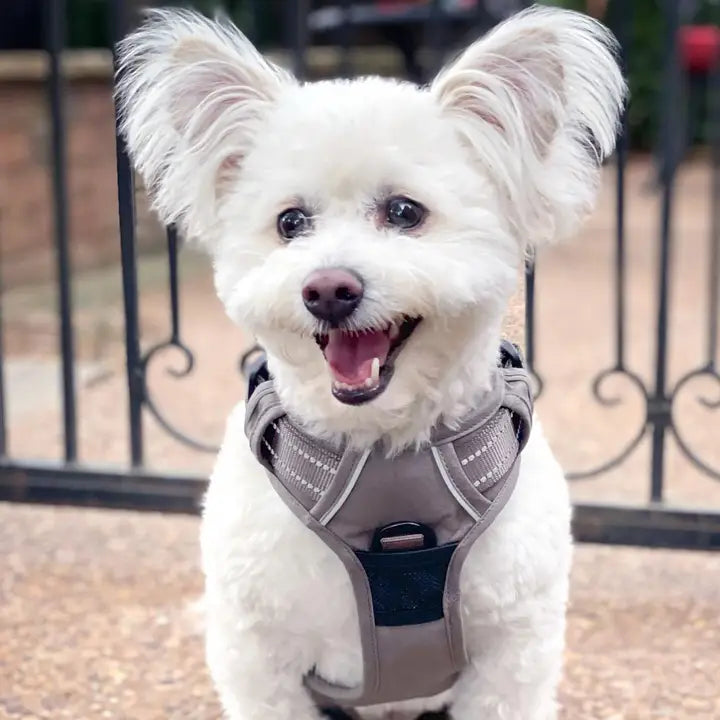 Doggie Design Venture Paw Dog Harness Dried Sage