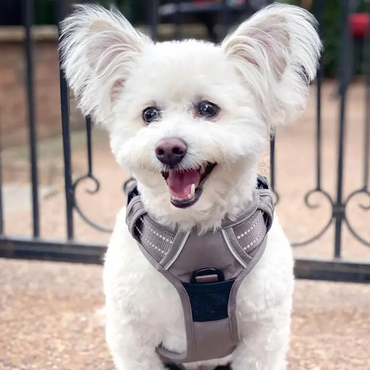 Doggie Design Venture Paw Dog Harness Dried Sage