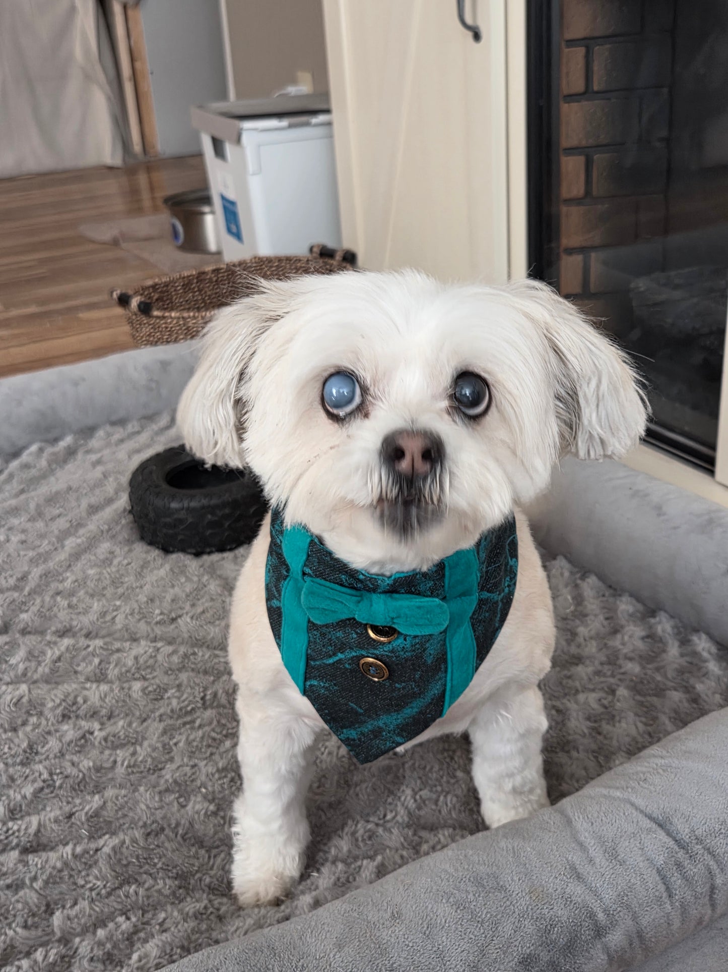 Emerald Tux Pup Over-the-Collar Dog Bandana