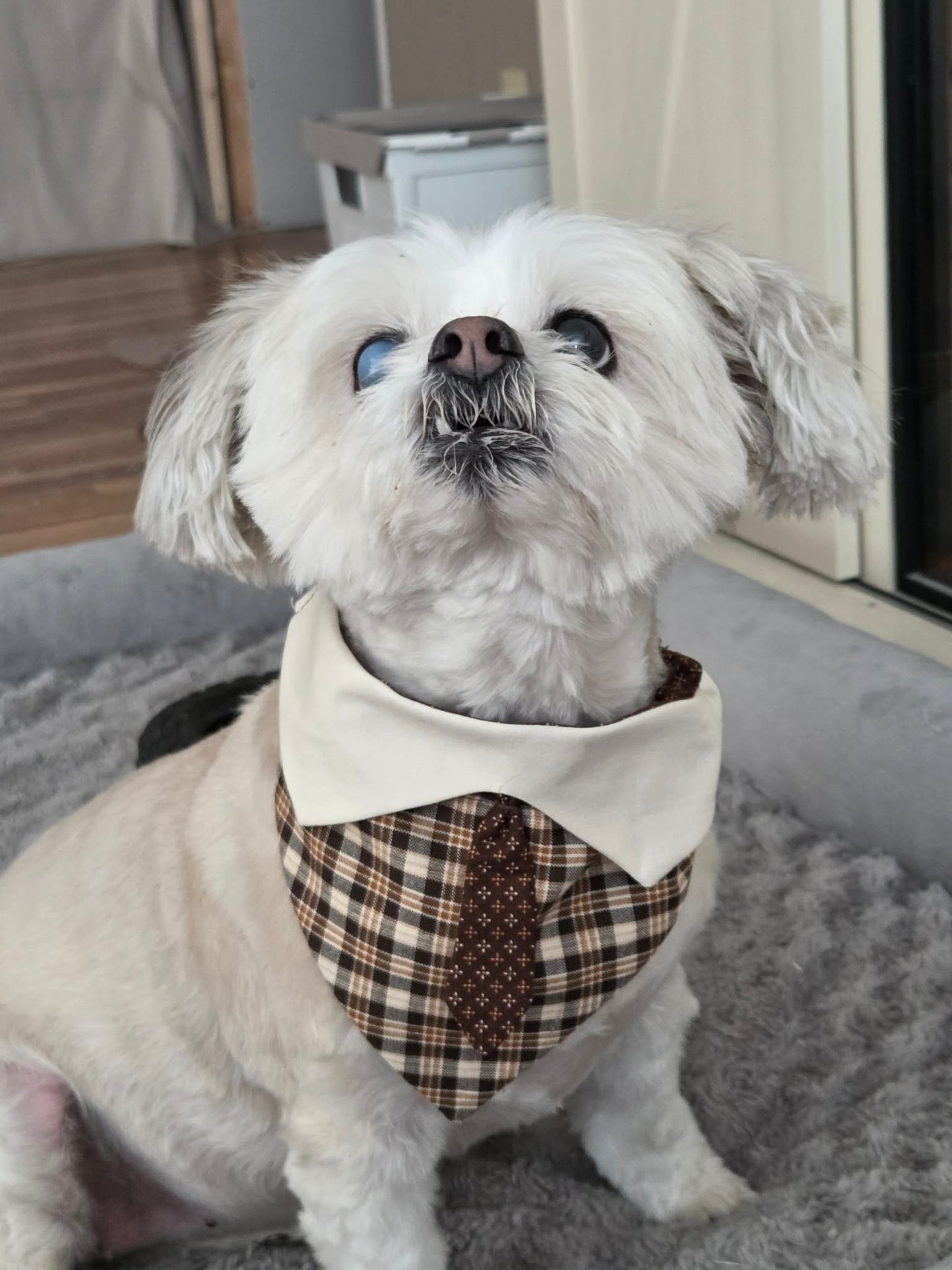 The Dapper Pup Over-the-Collar Dog Bandana